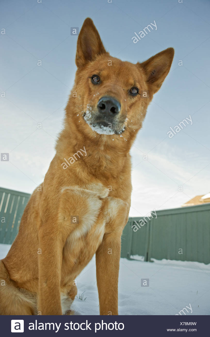 Portrait of mixed breed dog outdoors in winter Stock Photo