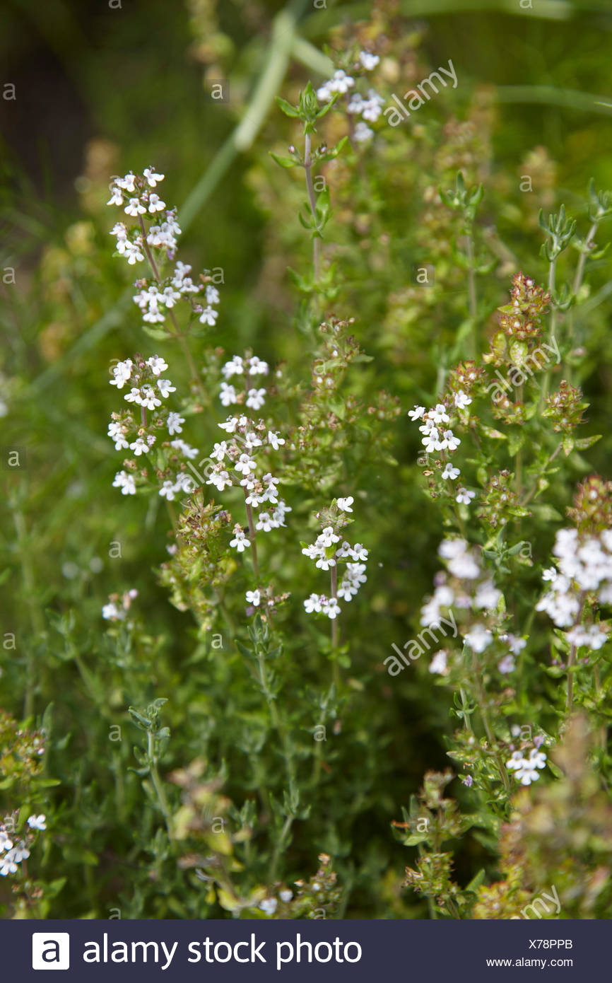 flat growing thyme