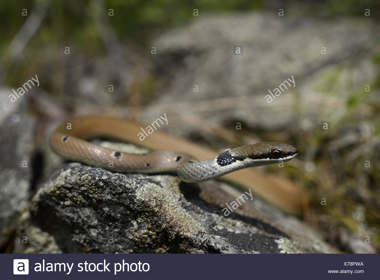 Dahls Whip Snake High Resolution Stock Photography and Images - Alamy