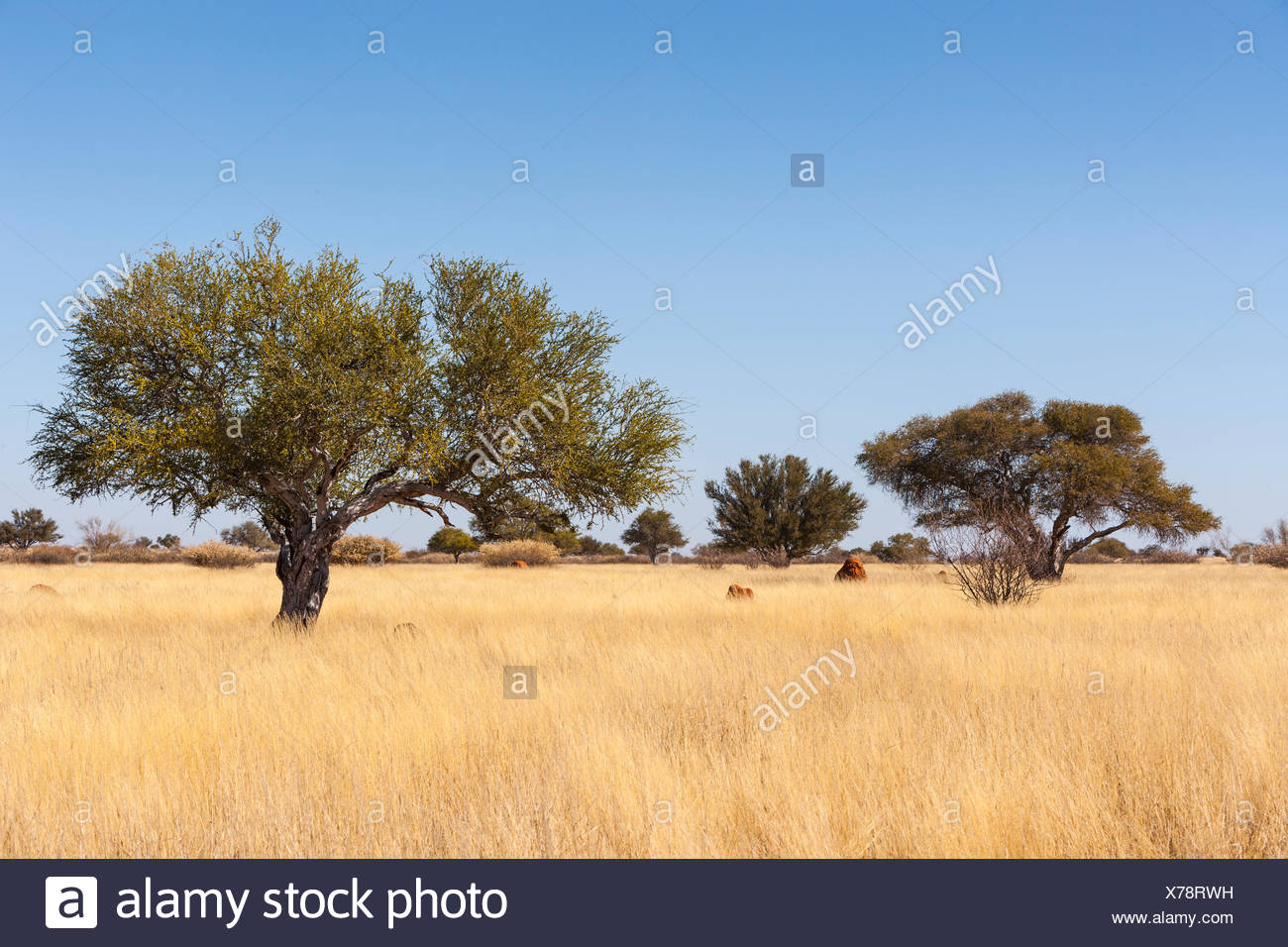 Kalahari Desert High Resolution Stock Photography and Images Alamy