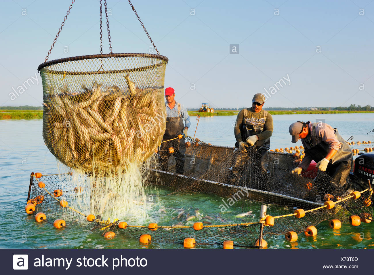Catfish Farm High Resolution Stock Photography and Images Alamy