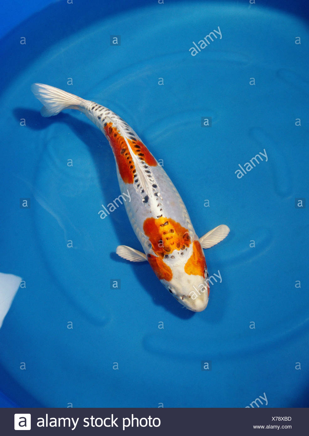 Kujaku Koi Cyprinus Carpio High Resolution Stock Photography And Images Alamy