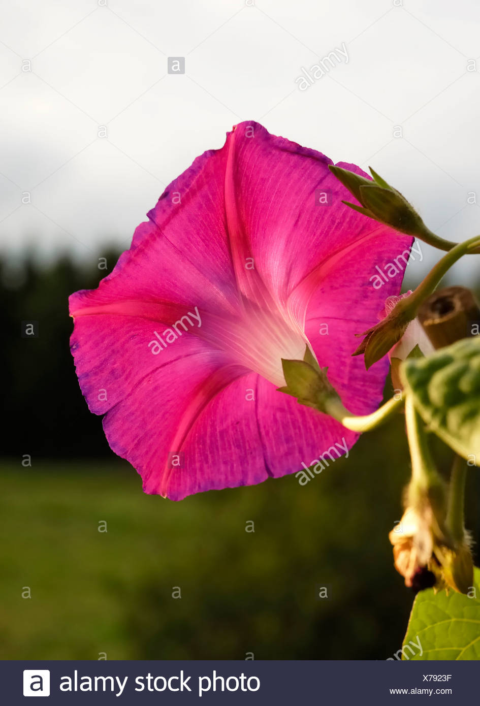 Purple flower of Ipomeae violacea, Convolvulariaceae in state of decline Stock Photo