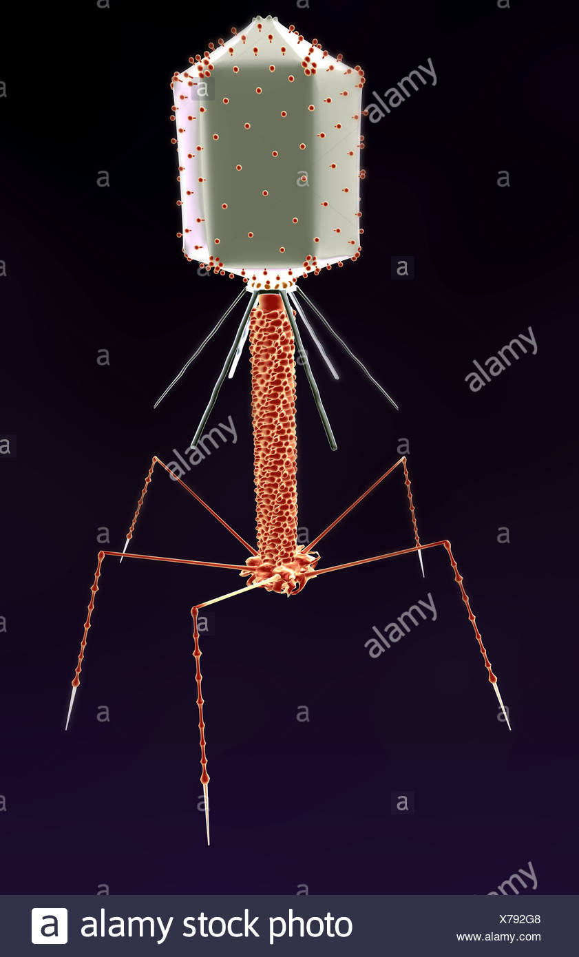 Phage In Lab Stock Photography Cartoondealer Com 173818022