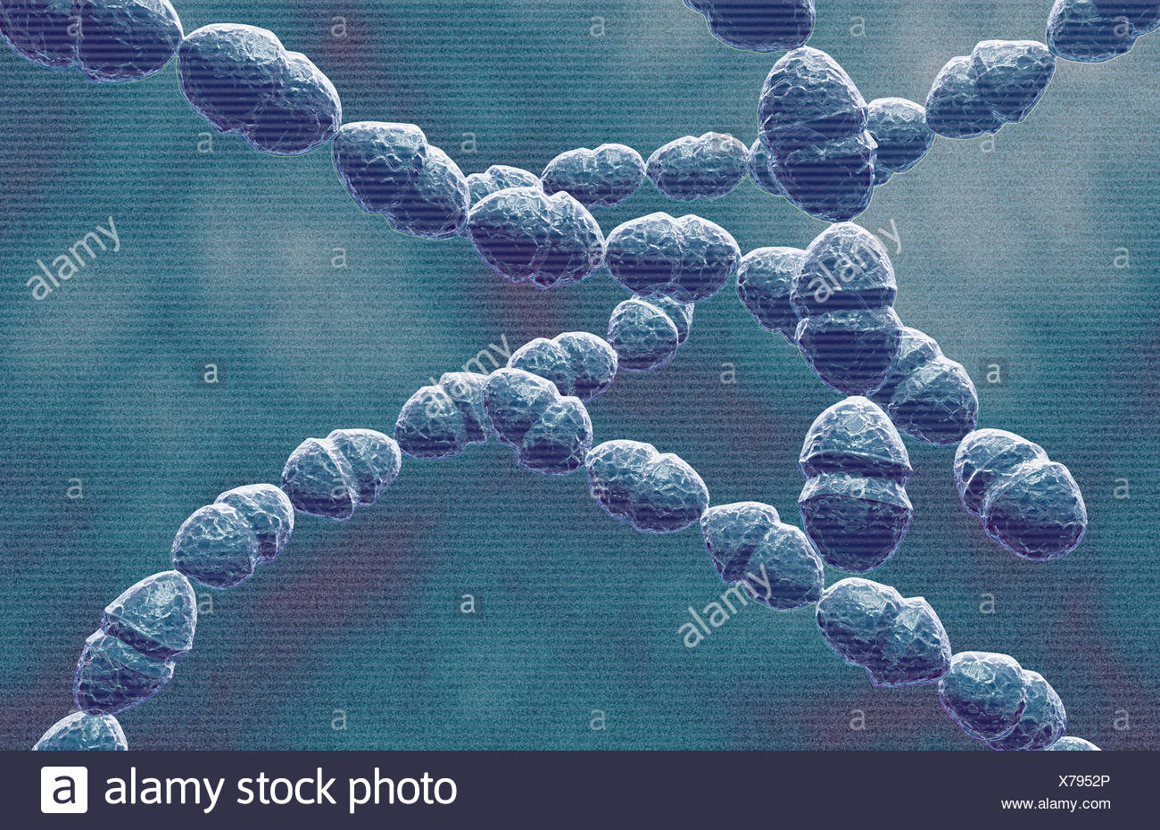 Streptococcus Mutans Bacteria High Resolution Stock Photography and