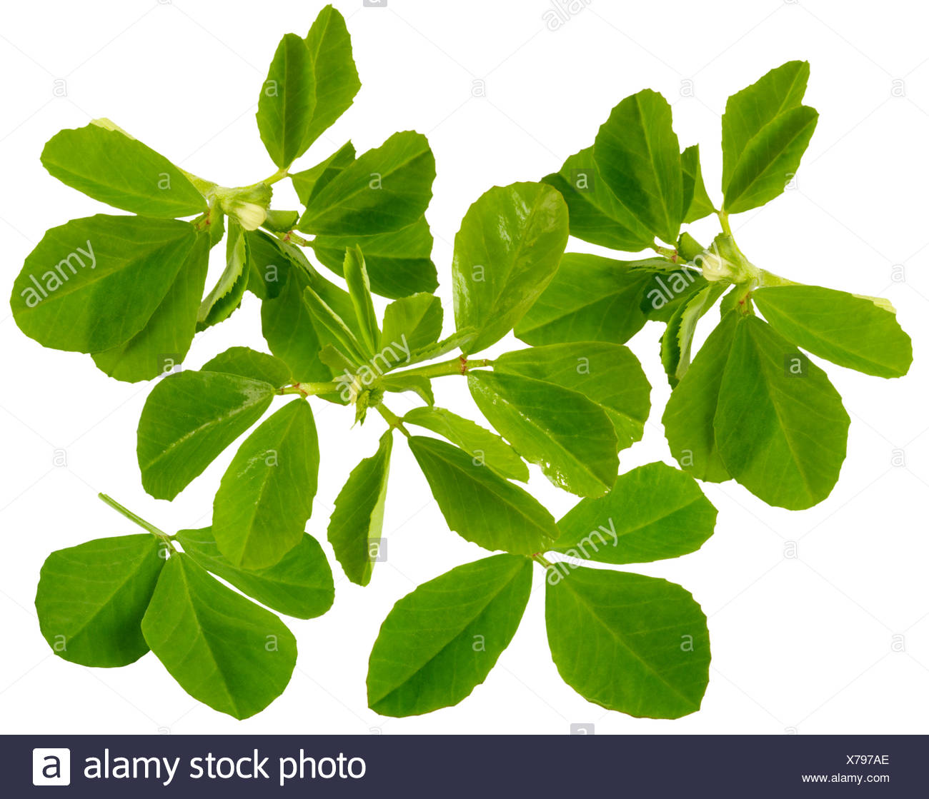 Fenugreek Leaves Stock Photos & Fenugreek Leaves Stock Images Alamy