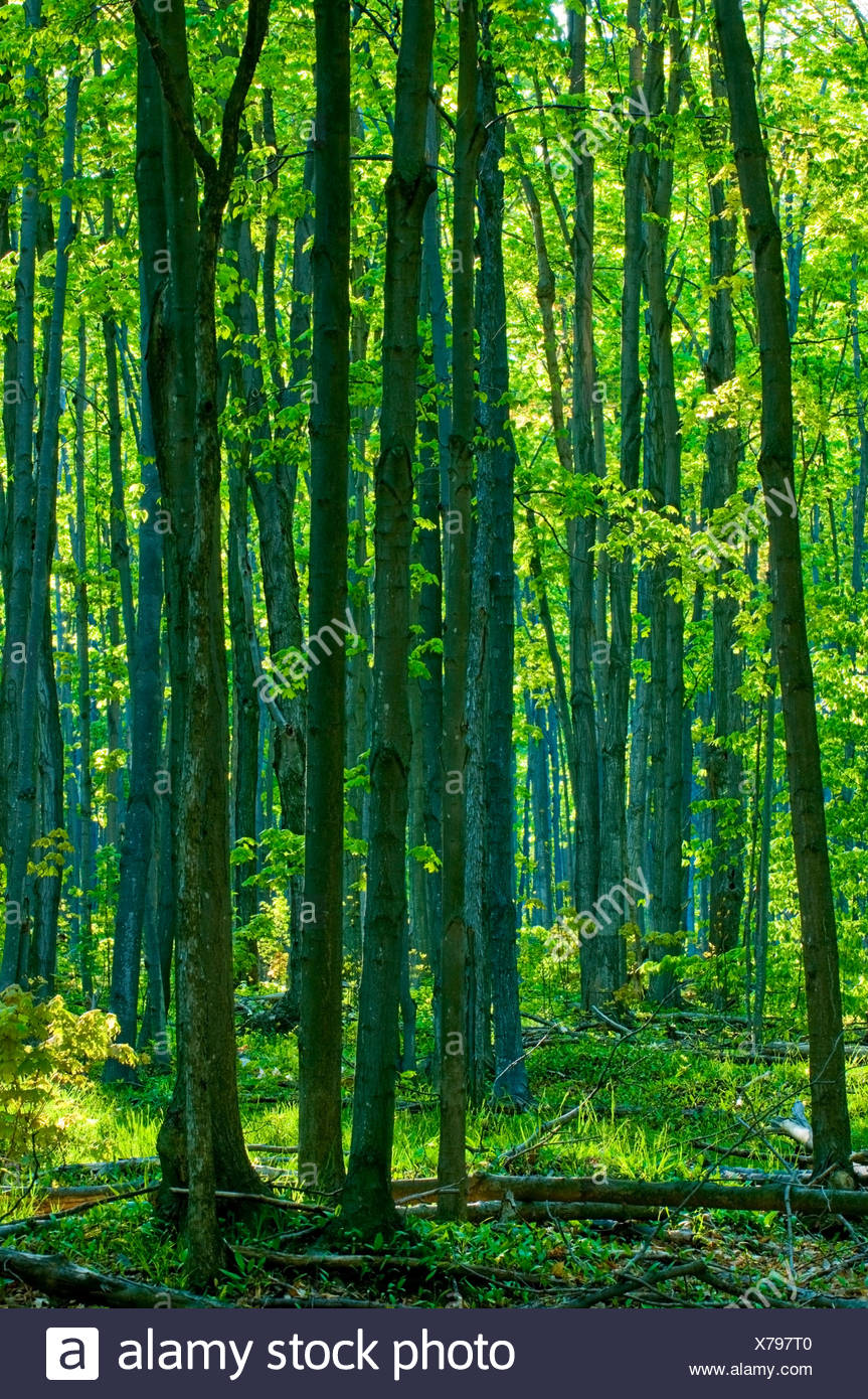 Hardwood Trees High Resolution Stock Photography and Images Alamy