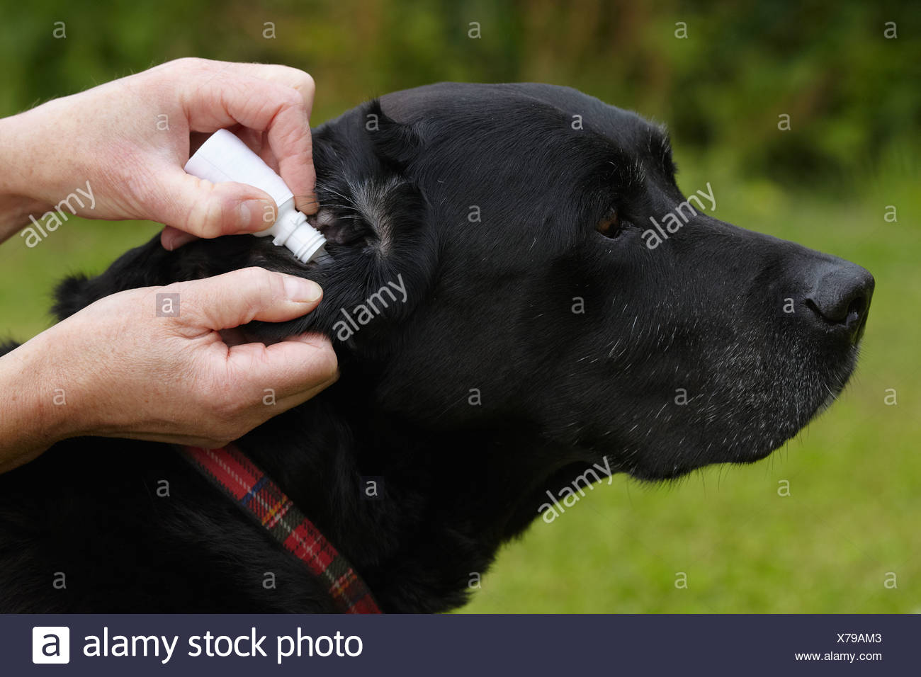 labrador ear drops