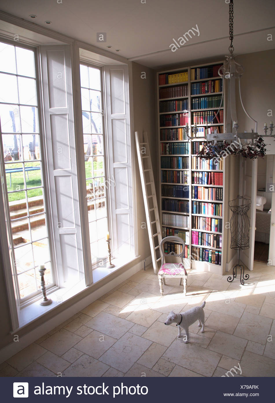 White Jack Russell Terrier Dog Standing In Library Hall With Floor