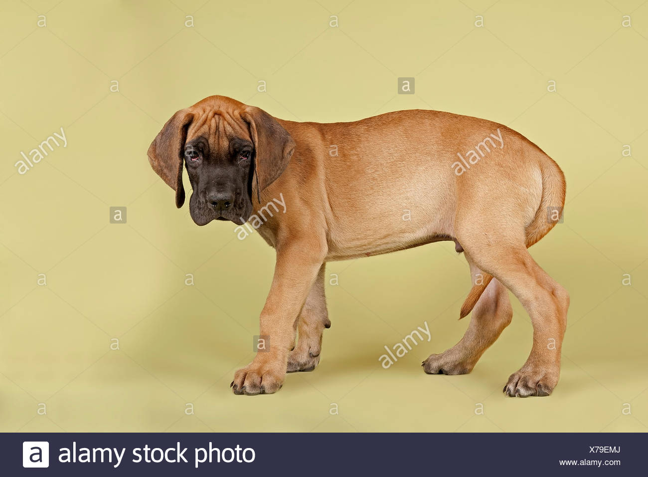 fawn great danes for sale