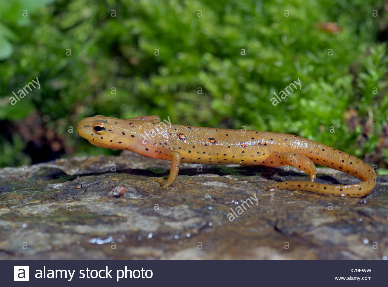 eft, red-spotted newt, red eft, eastern newt (Notophthalmus viridescens), on a stone Stock Photo