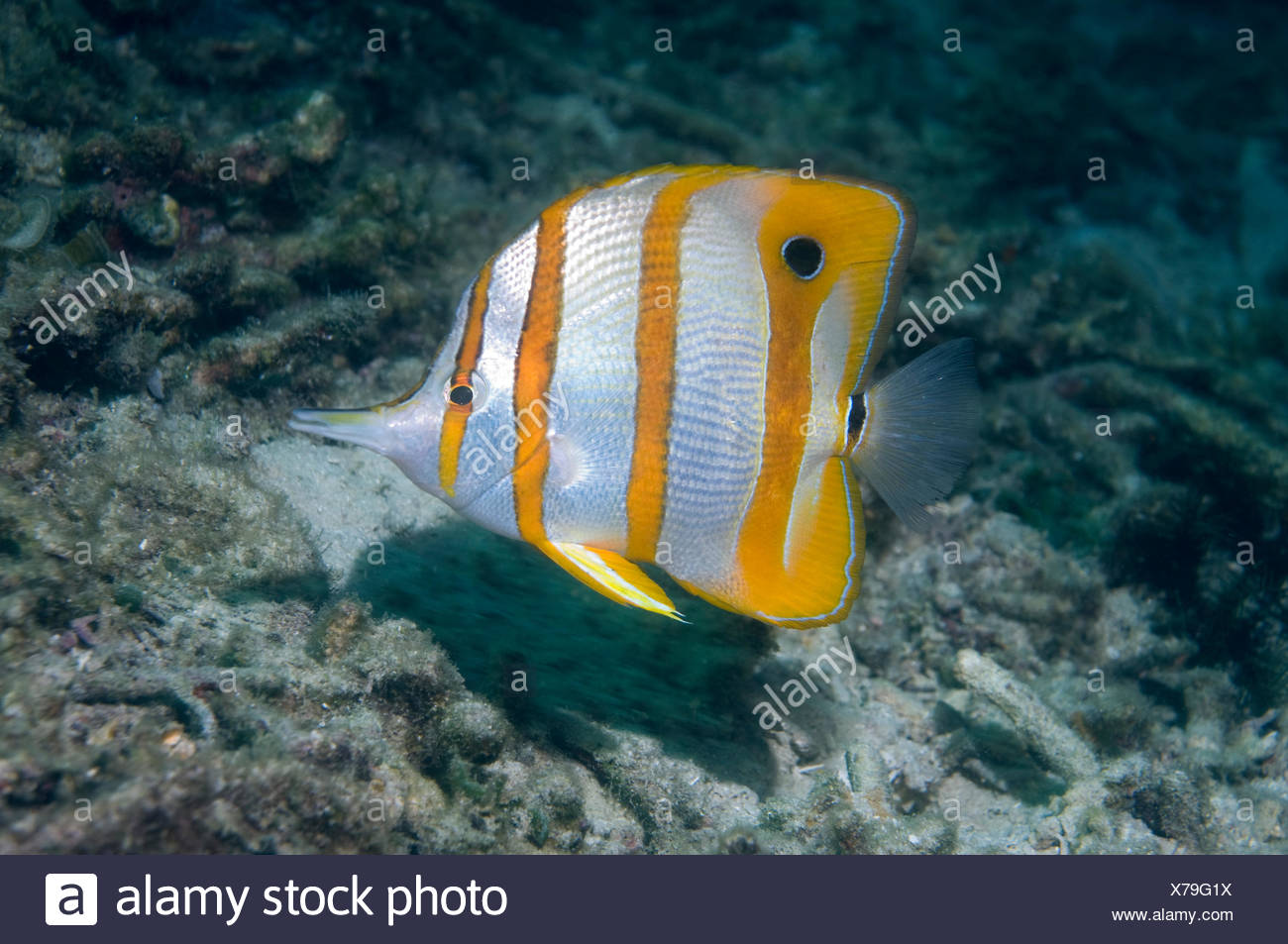 Beaked Copper Banded Butterflyfish Chelmon Rostratus In Coral Reef Indonesia Stock Photo Alamy