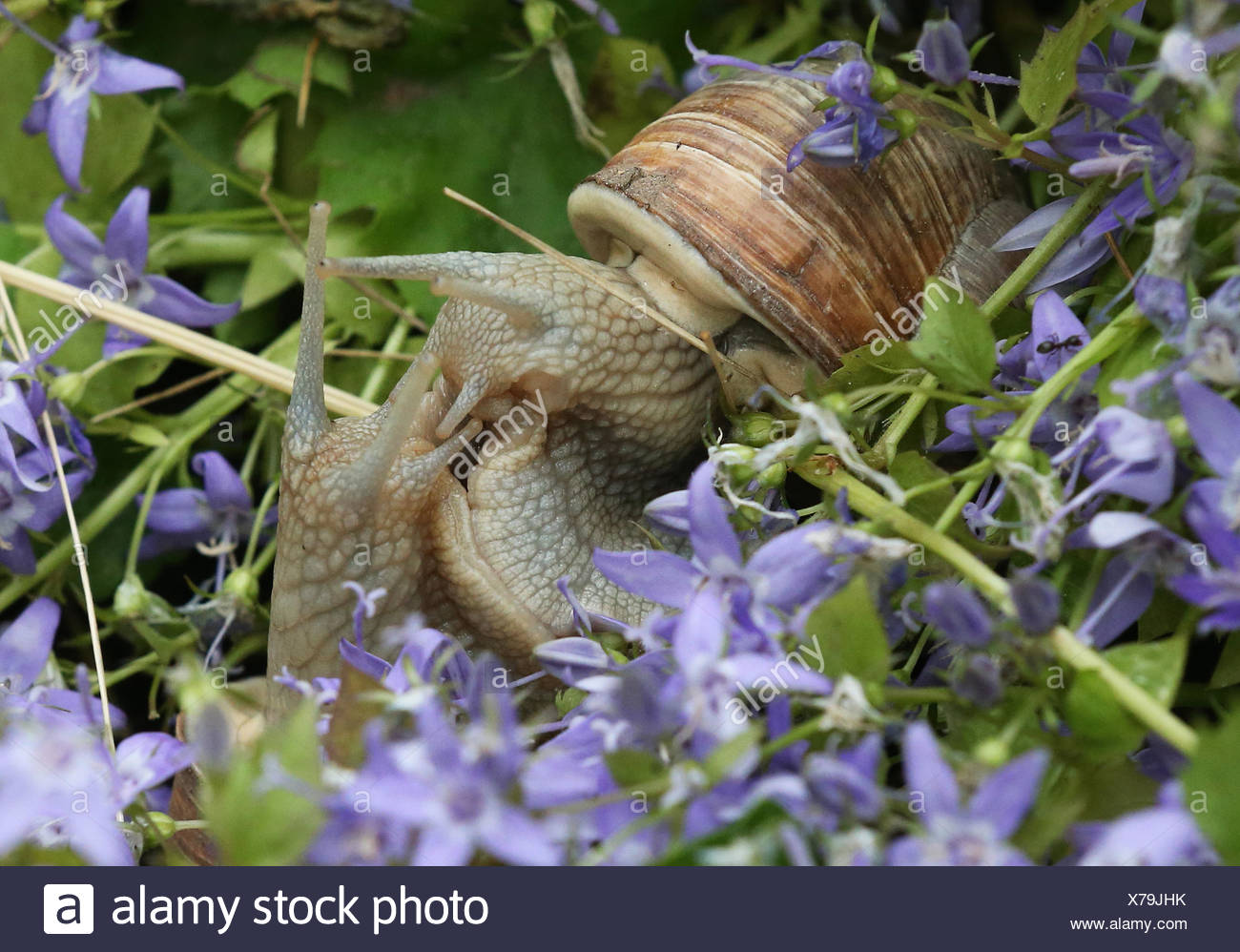 Edible Snail Helix Pomatia Stock Photo 279880655 Alamy