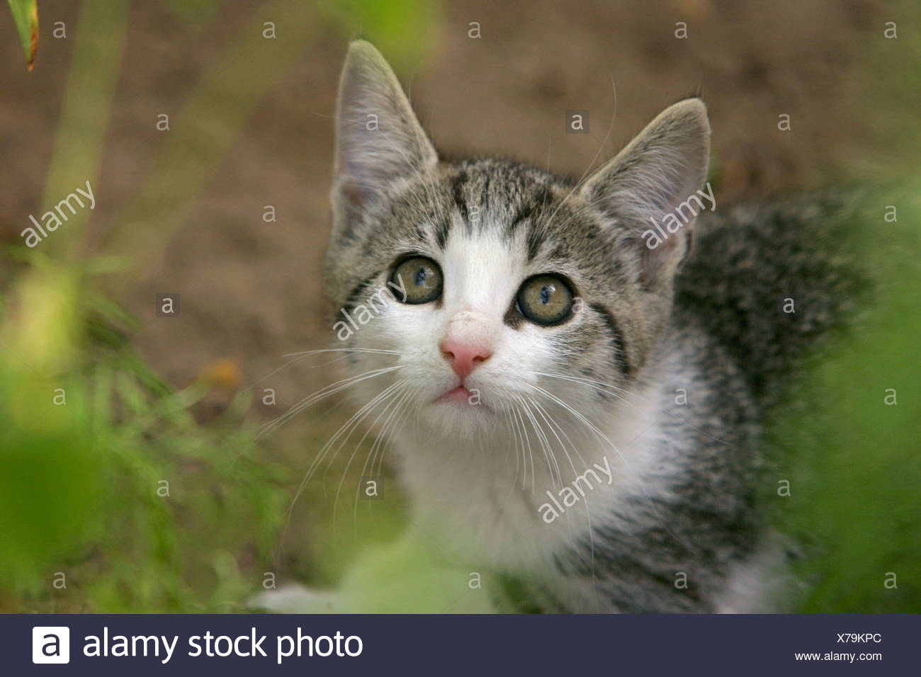 Piebald Cat High Resolution Stock Photography and Images Alamy