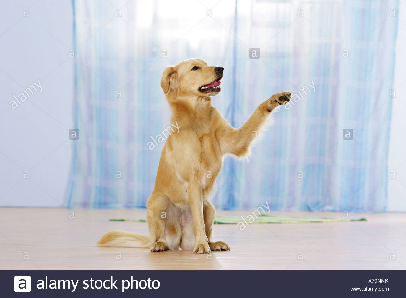 Lifting Paw Stock Photos & Lifting Paw Stock Images Alamy