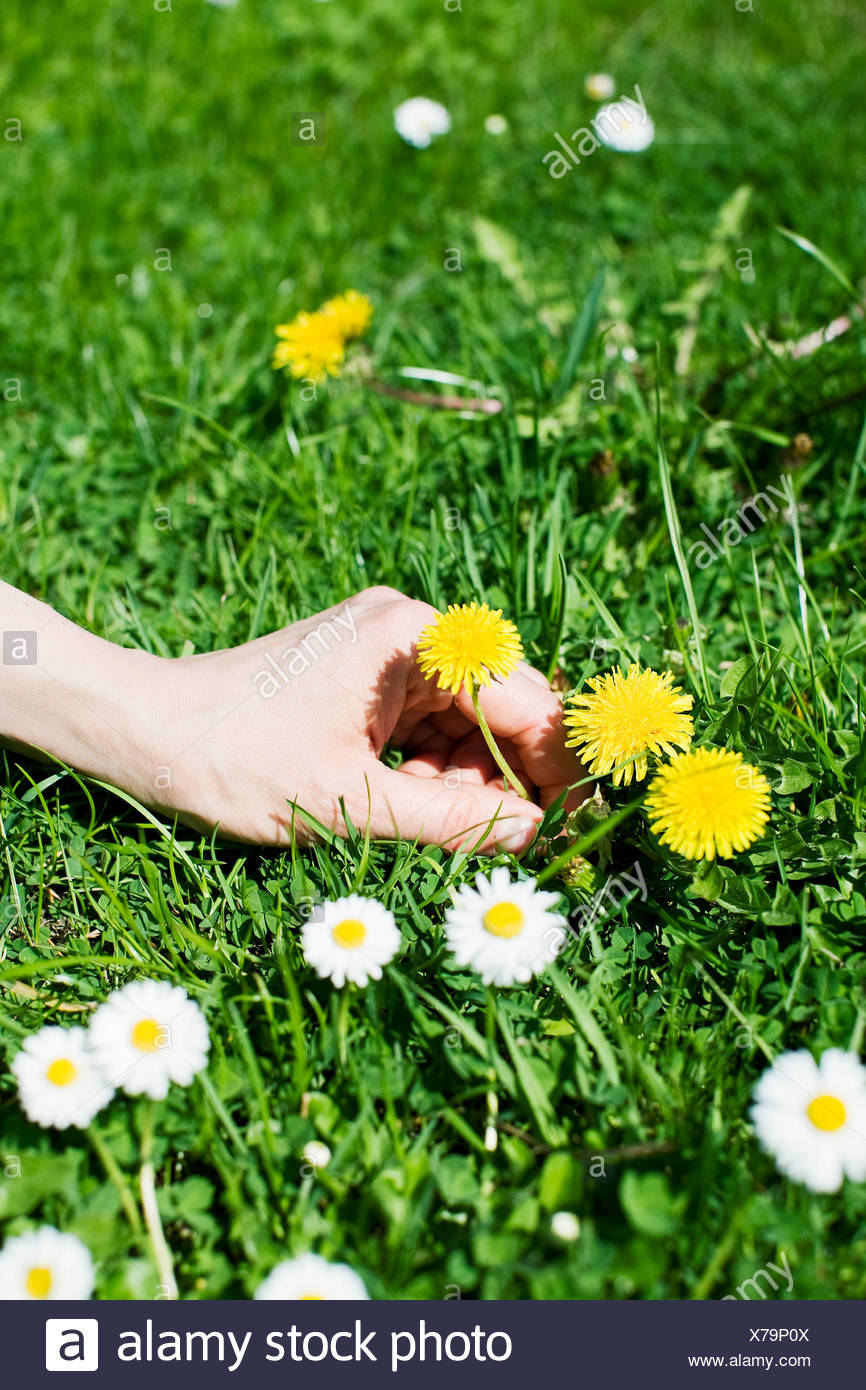 Hand Picking Flowers Stock Photos & Hand Picking Flowers Stock Images