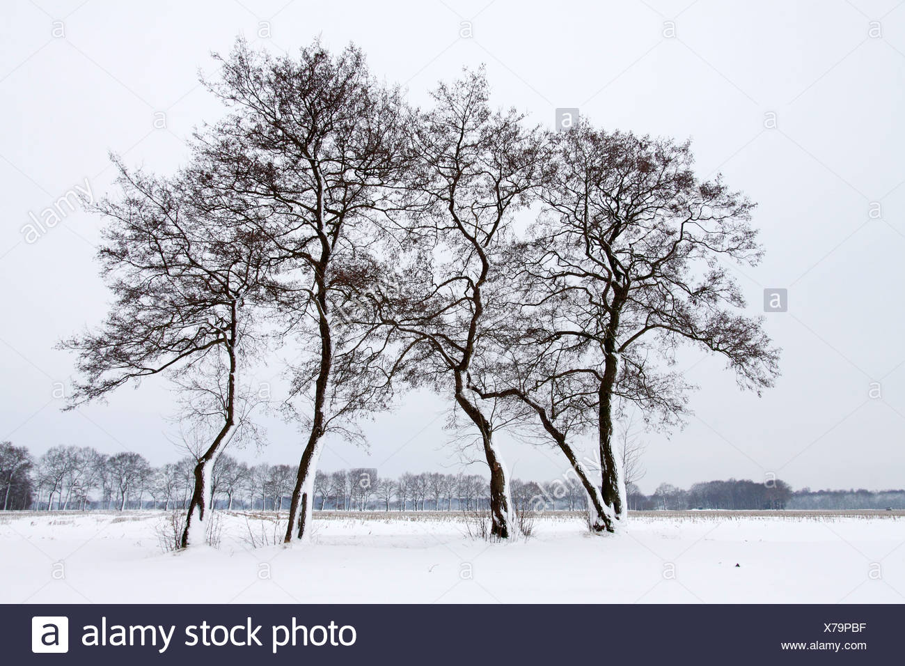 Alder Trees In Winter High Resolution Stock Photography and Images - Alamy