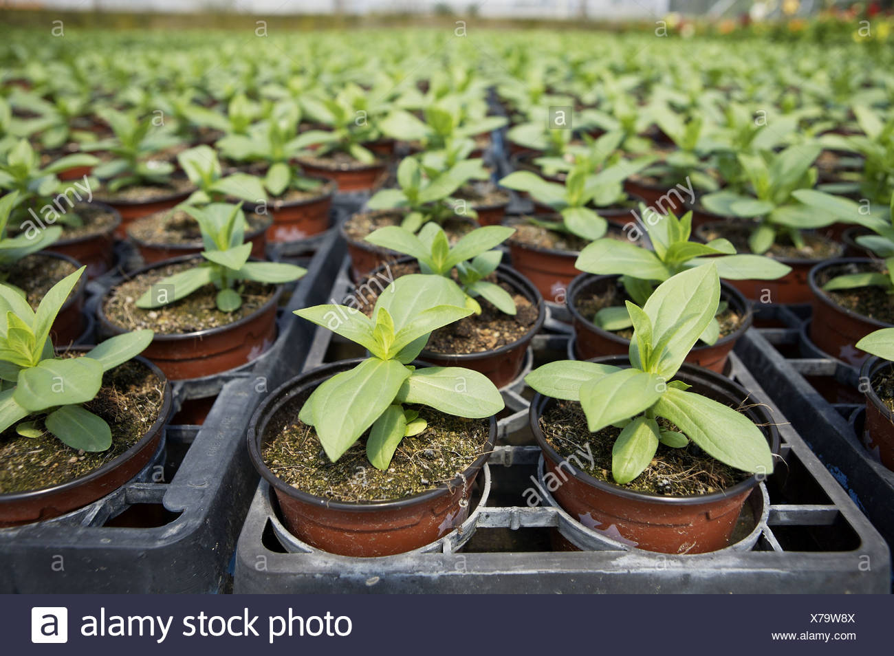 Zinnia And Pot Stock Photos & Zinnia And Pot Stock Images Alamy