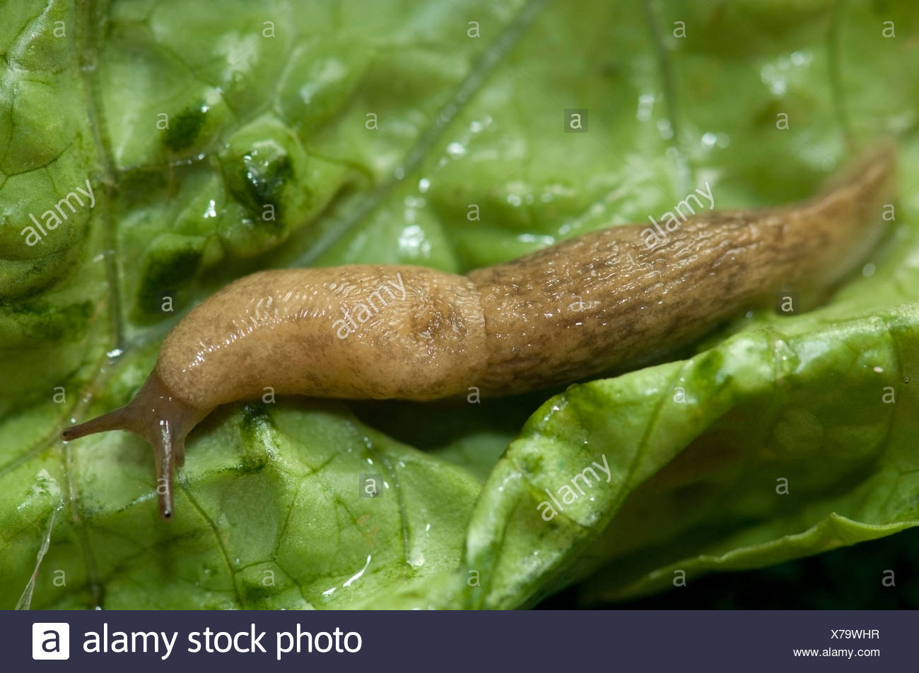 Garden Slugs High Resolution Stock Photography And Images Alamy Garden Slugs High Resolution Stock Photography And Images Alamy