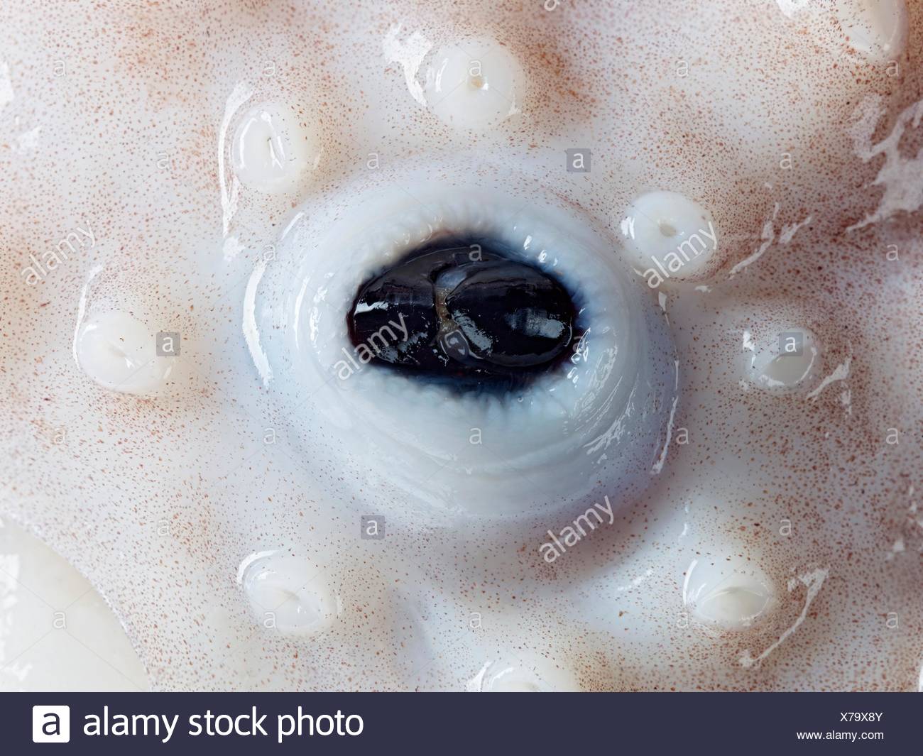 Octopus Beak High Resolution Stock Photography and Images - Alamy