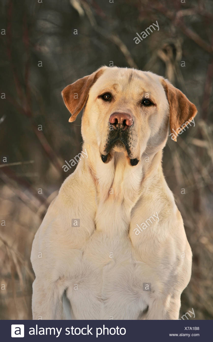 yellow lab portrait