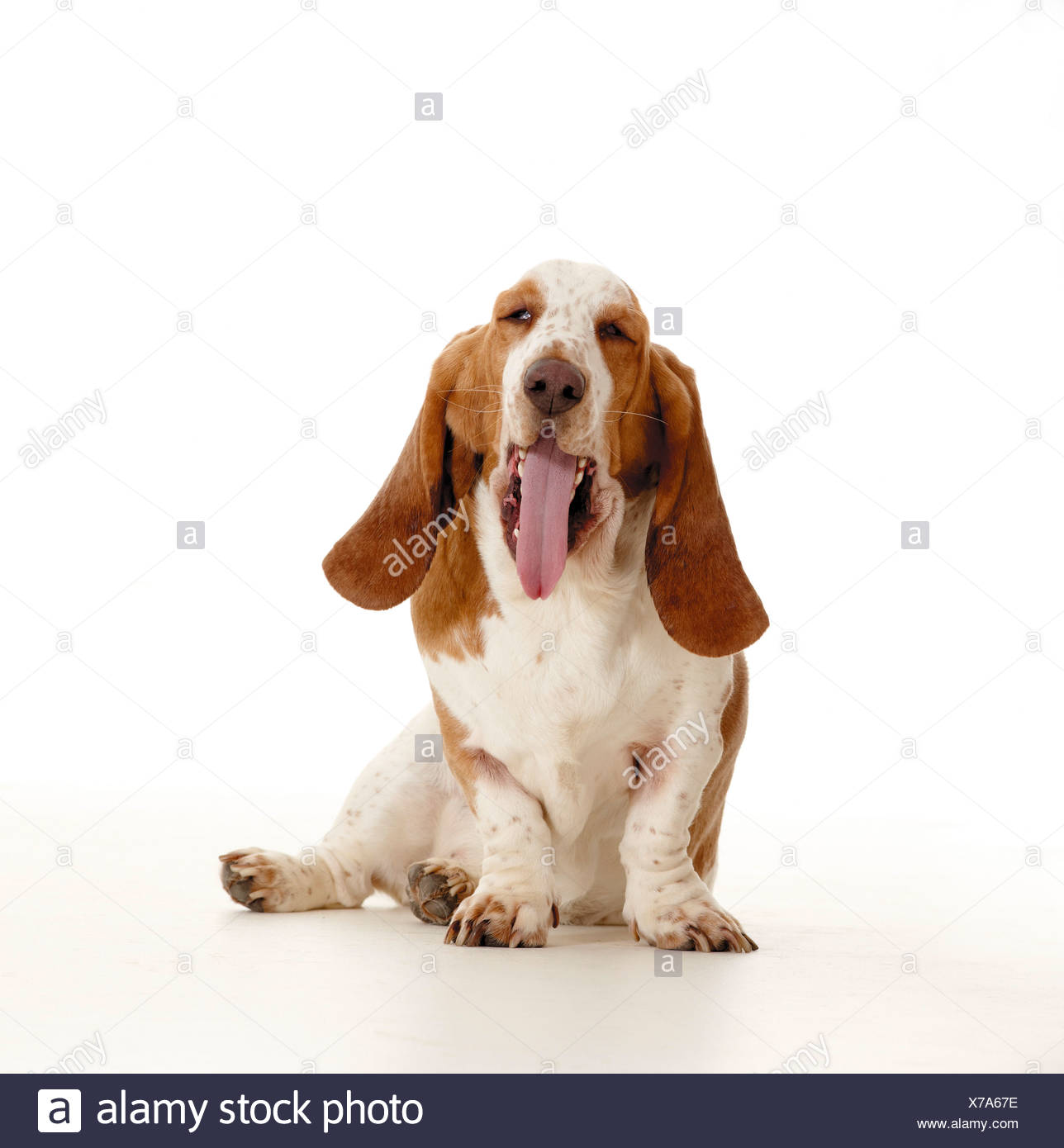 basset hound sitting