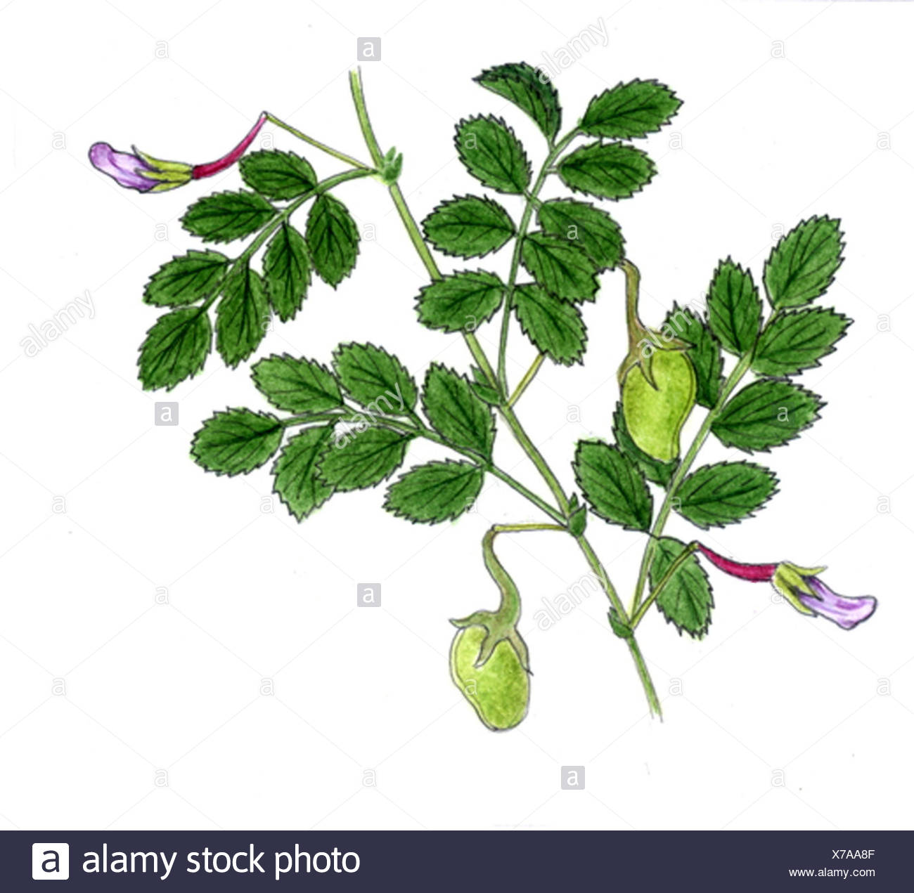 Leguminous Plants Stock Photos & Leguminous Plants Stock Images Alamy