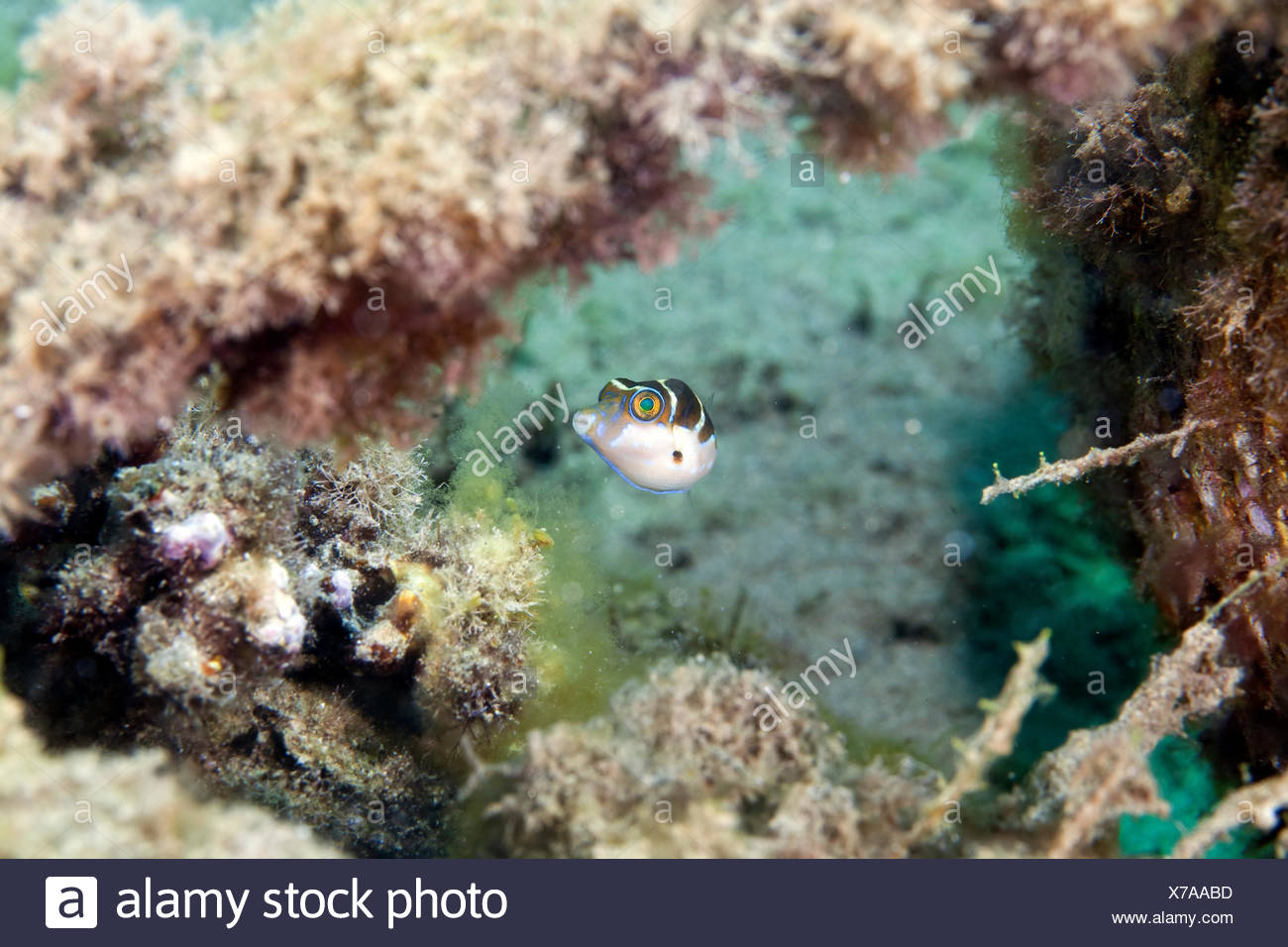 Blacksaddle toby mimic (paraluteres prionurus) in the Red Sea. Stock Photo