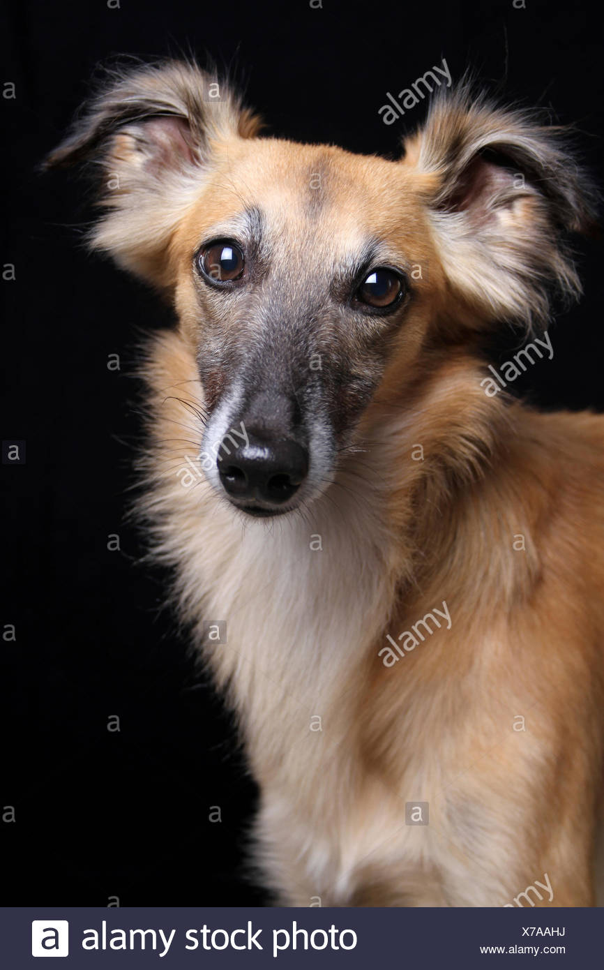 Longhaired Whippet Or Silken Windsprite Whippet Portrait Stock