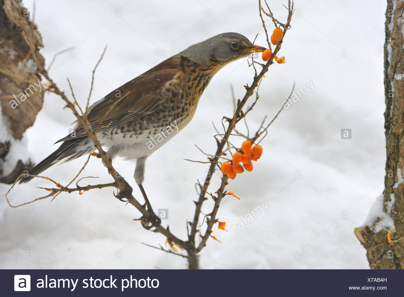 Fieldfare Stock Photo