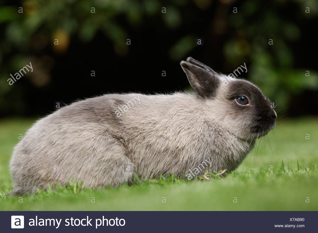 Dwarf Rabbit Zwergkaninchen Marder Blau Kaninchen Hauskaninchen Seitlich Side Aussen Outdoor Stock Photo Alamy