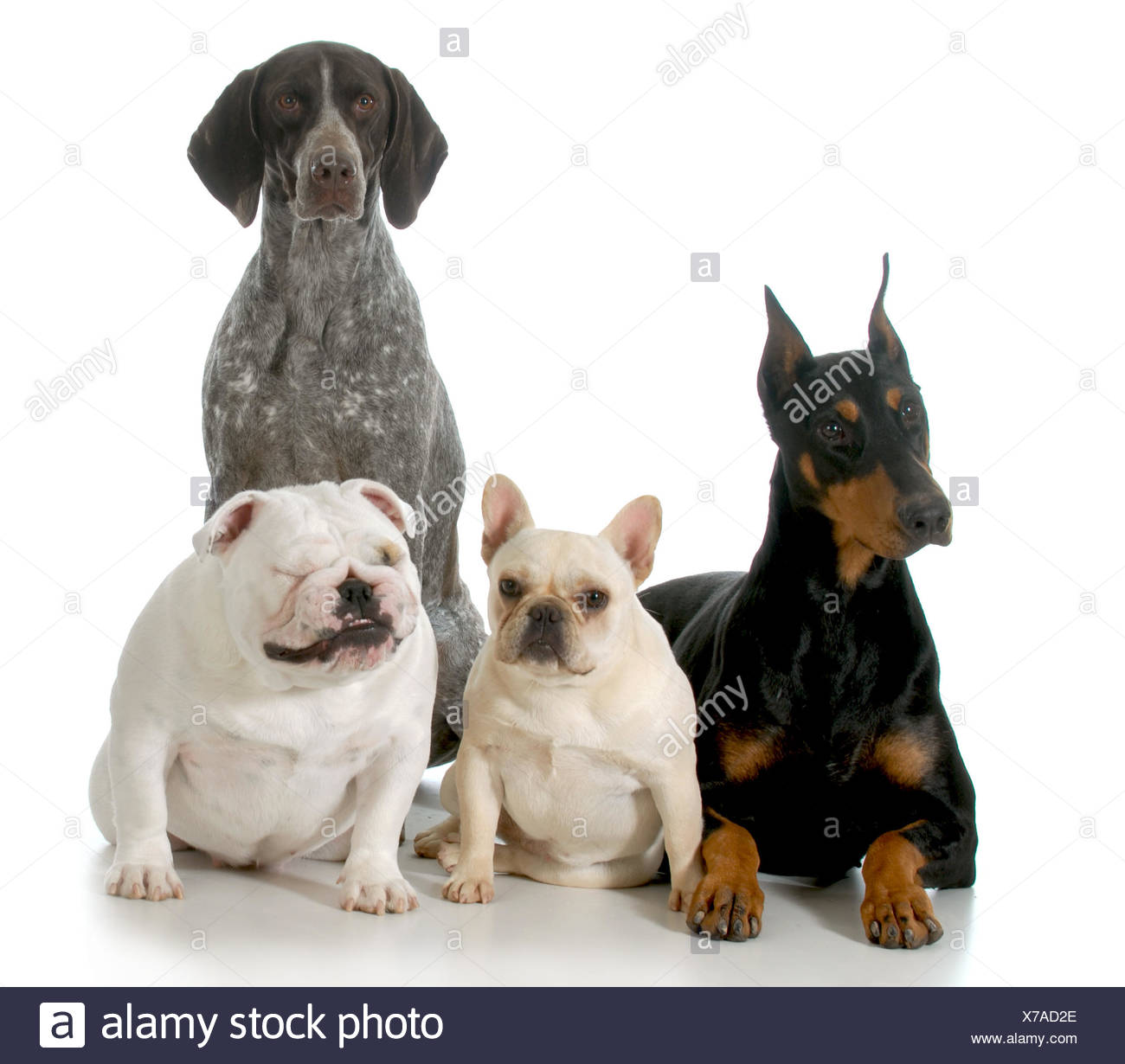 french bulldog short haired