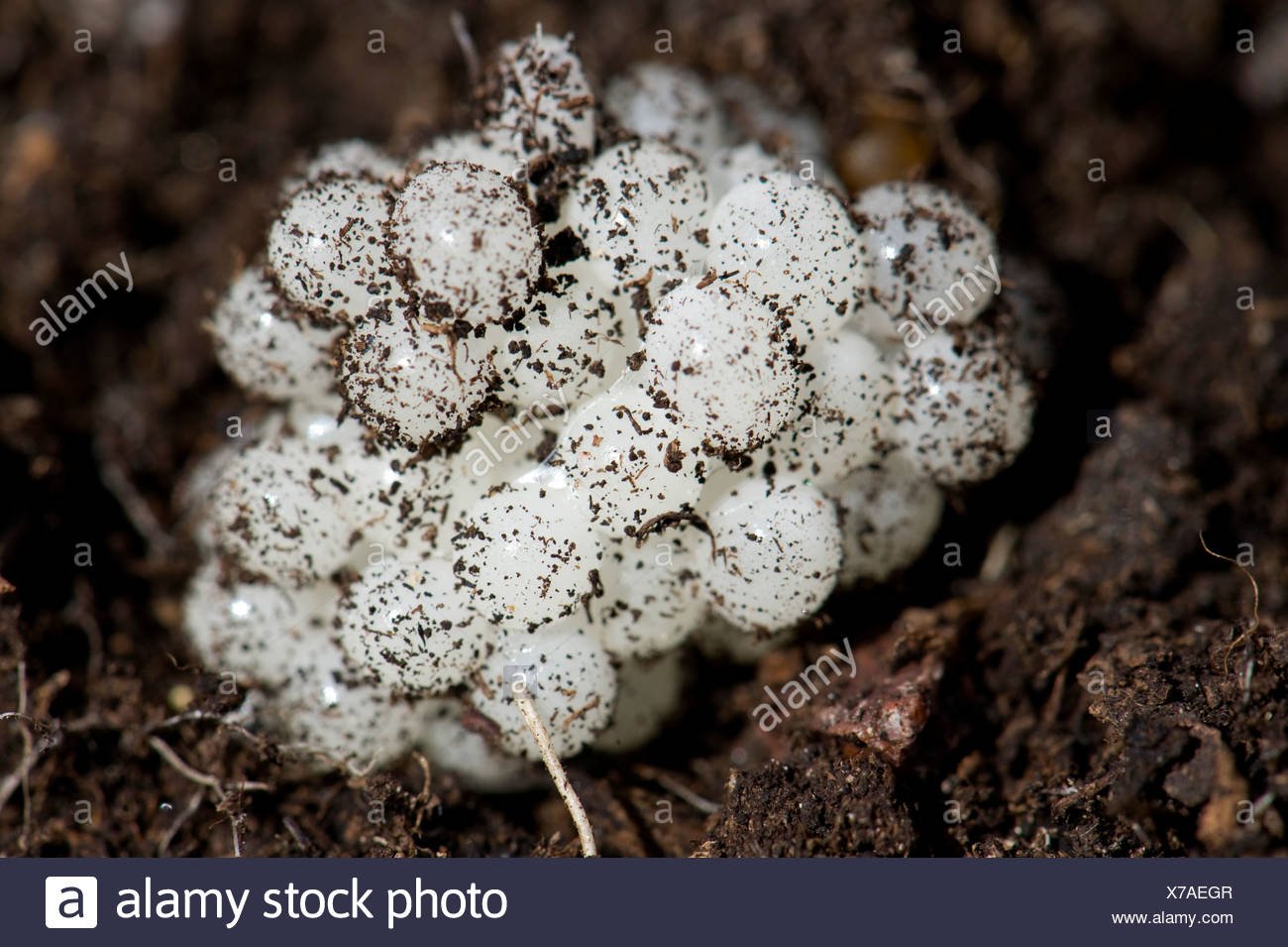 Snail Eggs High Resolution Stock Photography and Images Alamy