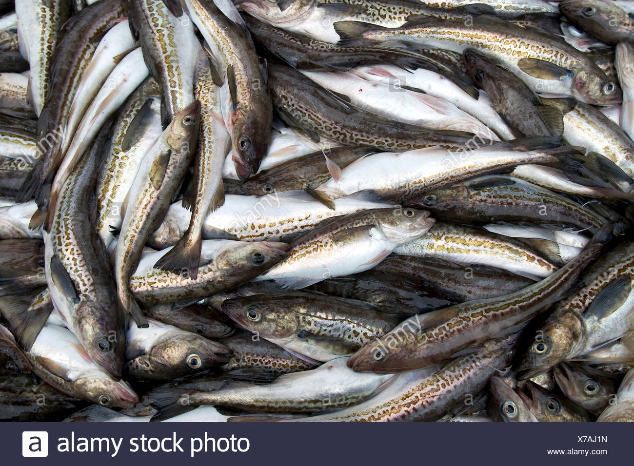 Рыба минтай. Минтай (theragra chalcogramma). Треска охотское море. Рыбы охотского моря фото и названия. Минтай охотского моря.