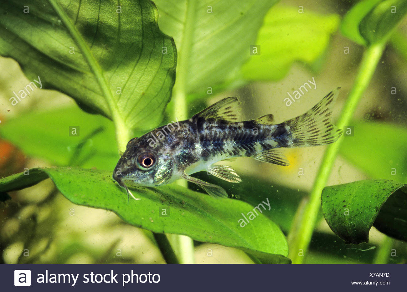 Leopard Catfish High Resolution Stock Photography and Images - Alamy