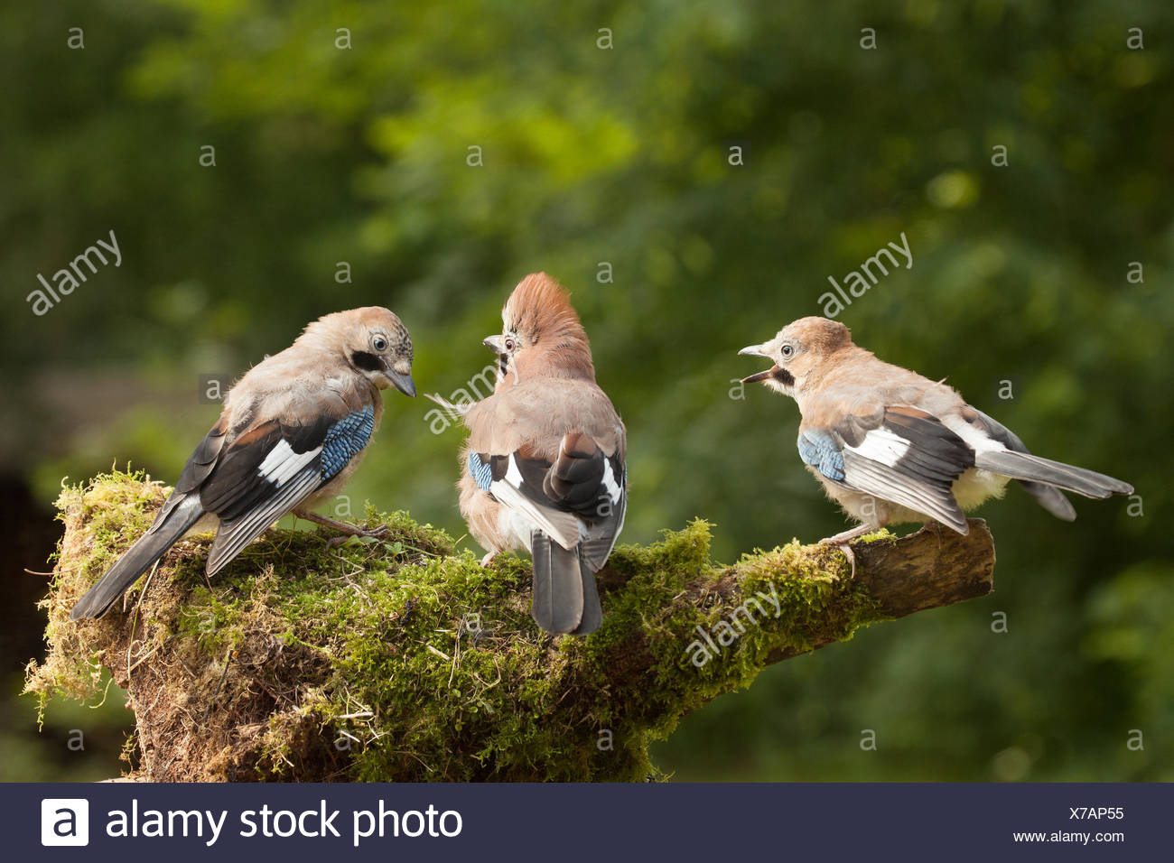 Jay Bird Uk Garden Stock Photos & Jay Bird Uk Garden Stock Images Alamy
