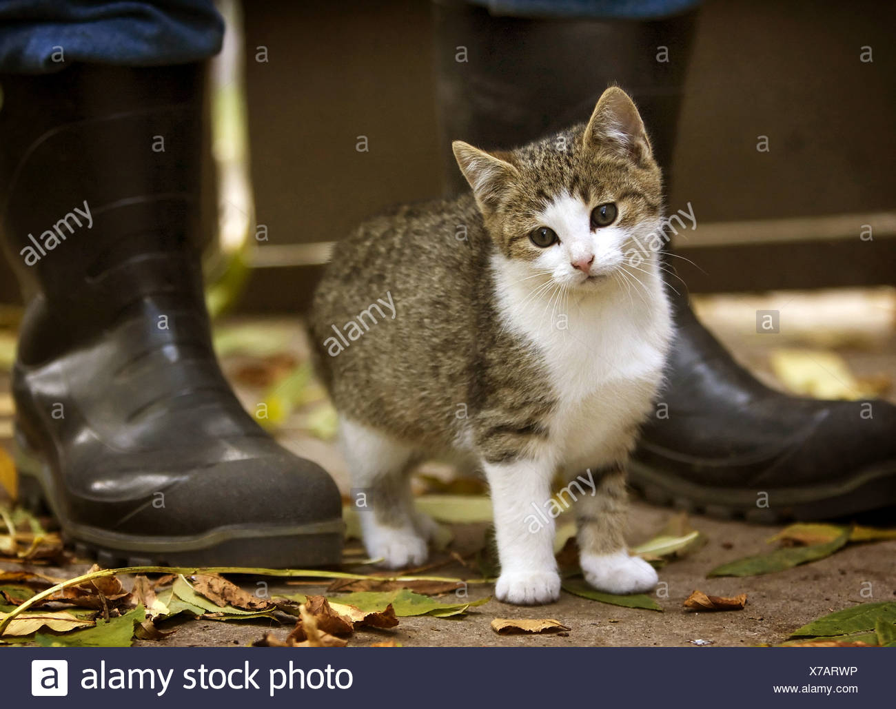 cat wearing rain boots