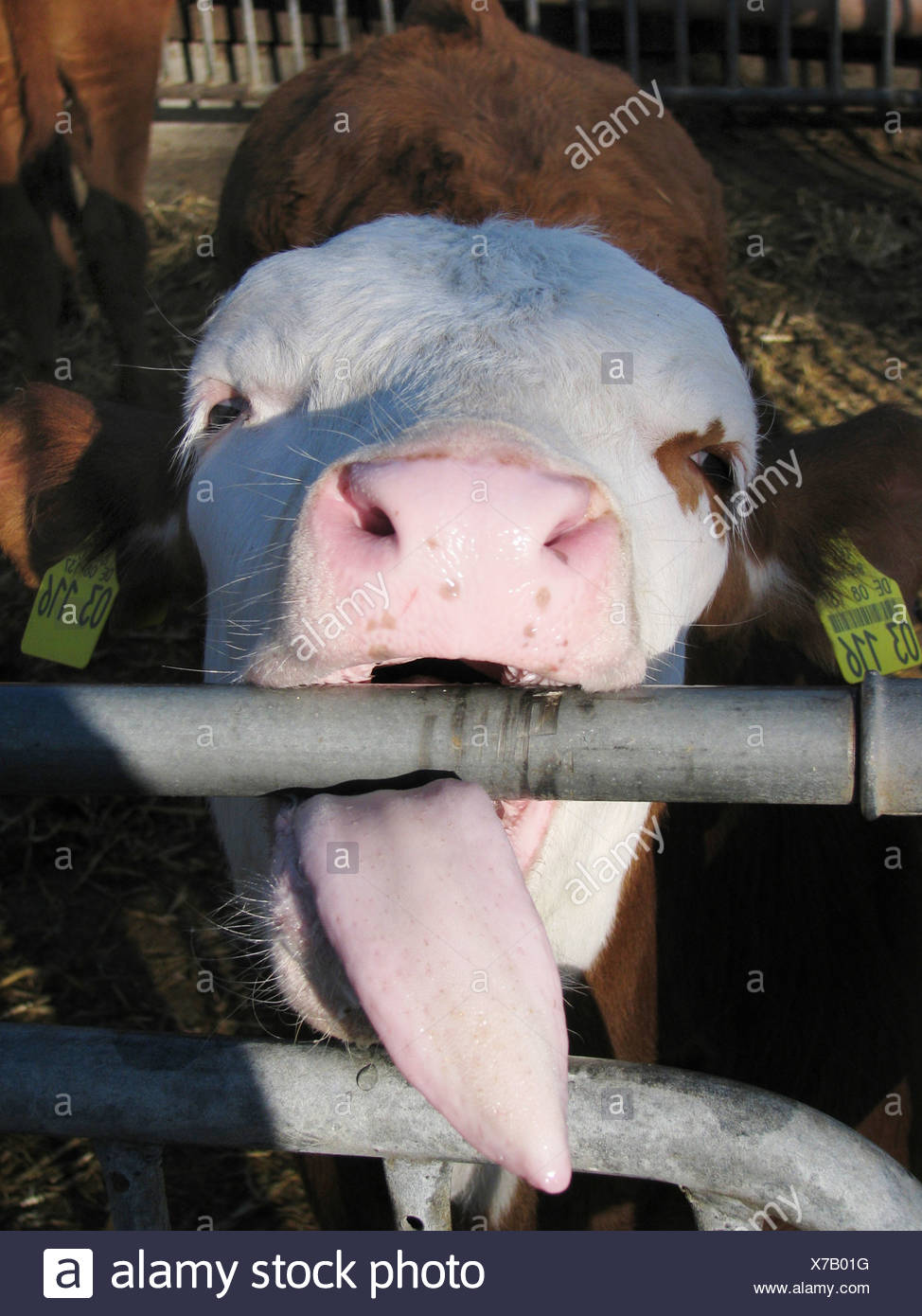 Young Cow Calf Is Licking On Fence With Her Tongue High Resolution
