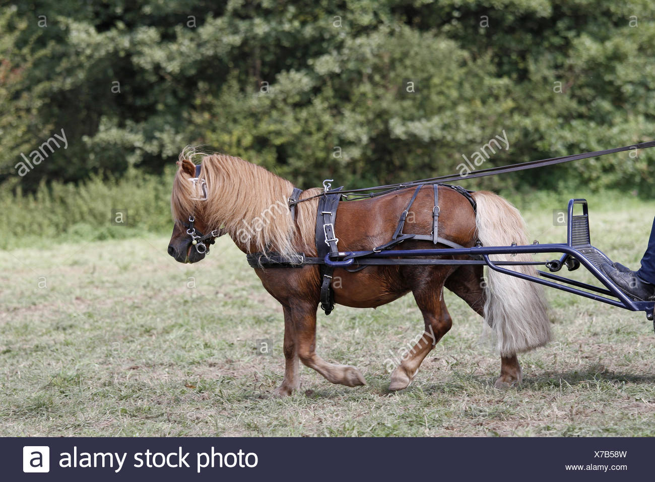Sella pony shetland con maniglione completa di staffe staffili e