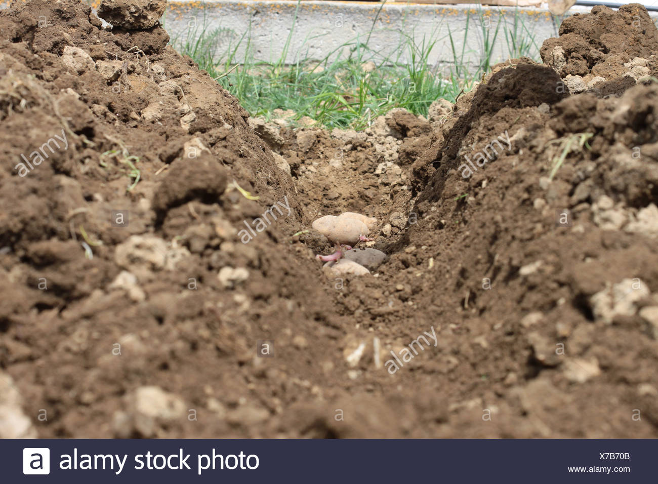 Kartoffel Setzen Stock Photos Kartoffel Setzen Stock Images Alamy