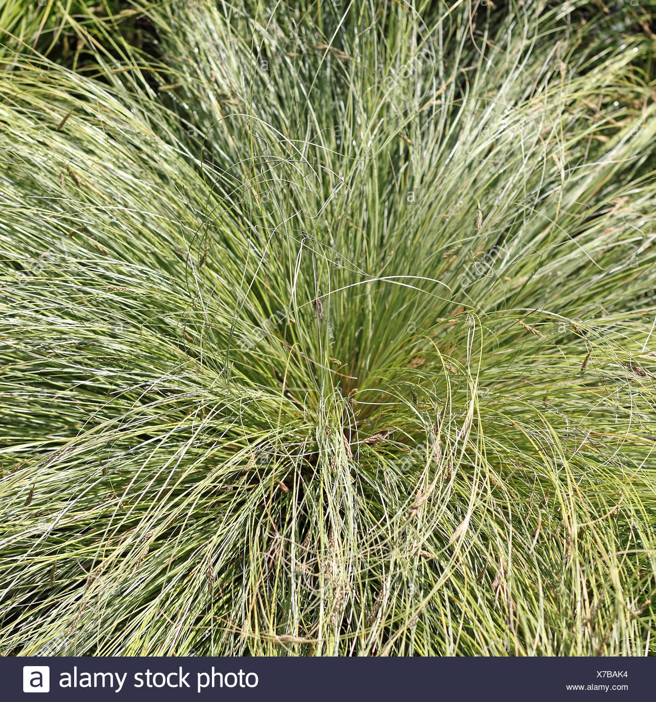 Carex Montana Stock Photos &amp; Carex Montana Stock Images - Alamy