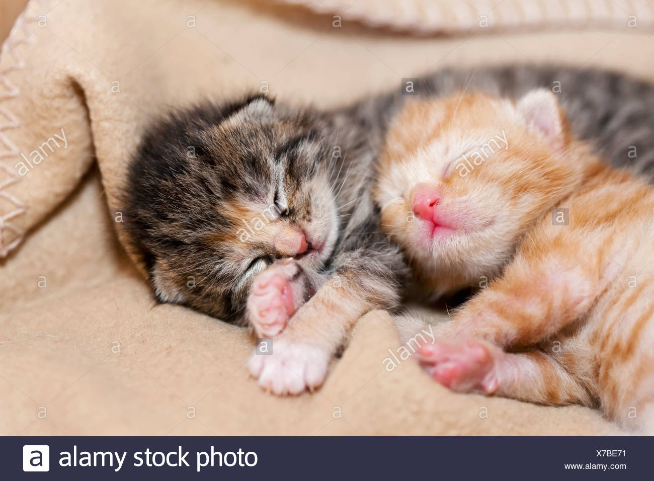 how much do newborn kittens sleep