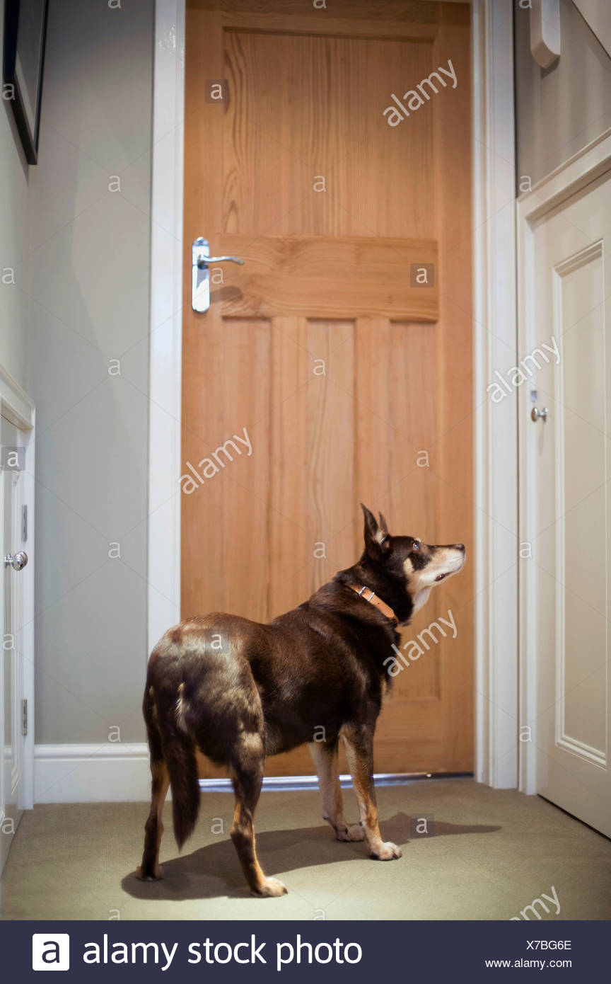 Dog Waiting Door High Resolution Stock Photography and Images - Alamy