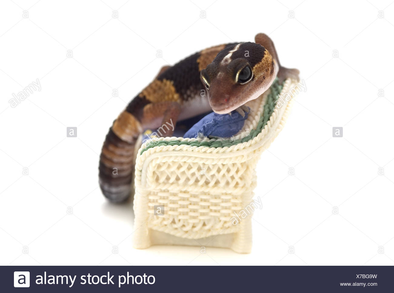 Lounge Lizard High Resolution Stock Photography and Images Alamy