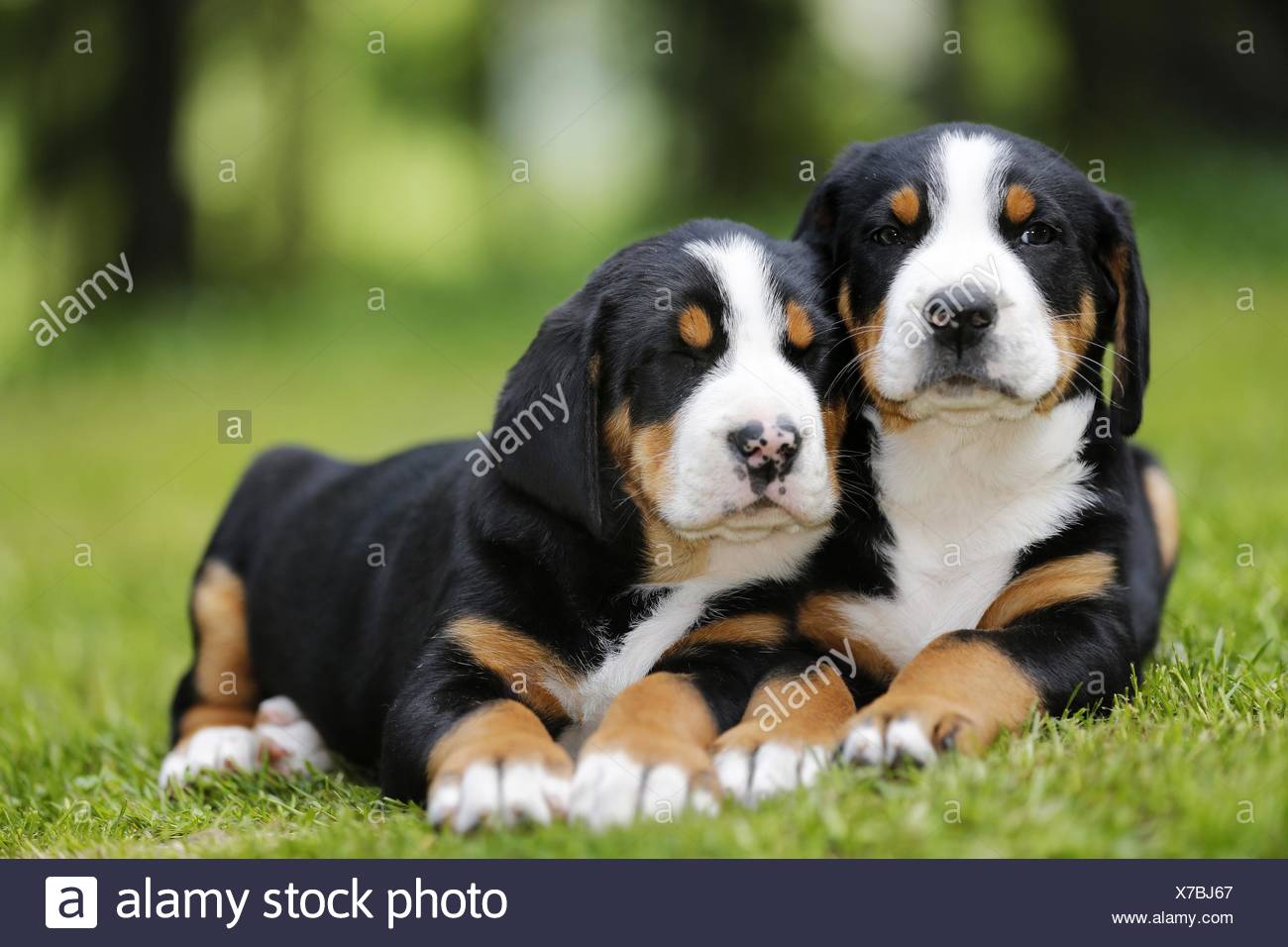 2 Greater Swiss Mountain Dog Puppies In The Countryside Stock