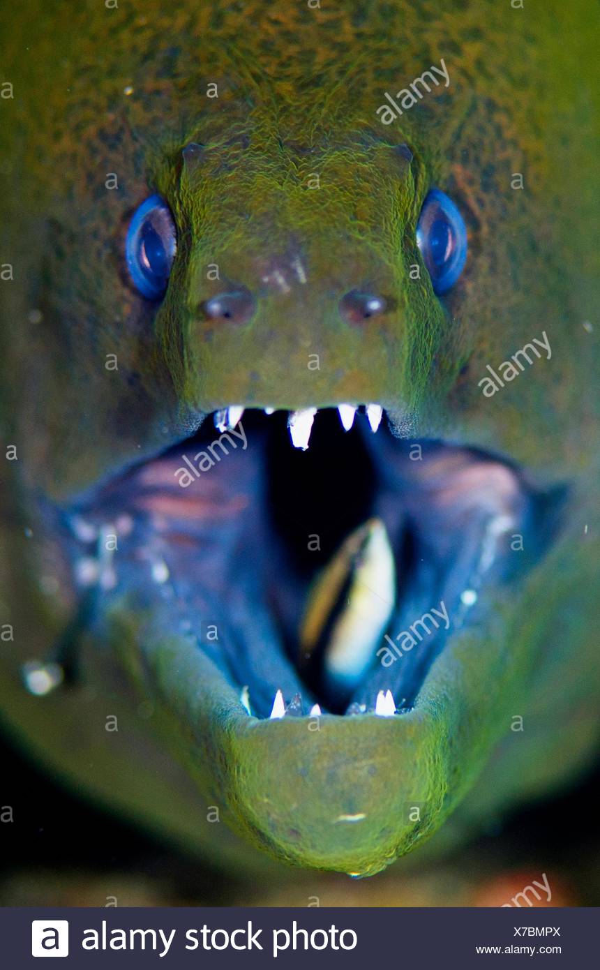Undulated Moray Eel High Resolution Stock Photography and Images Alamy