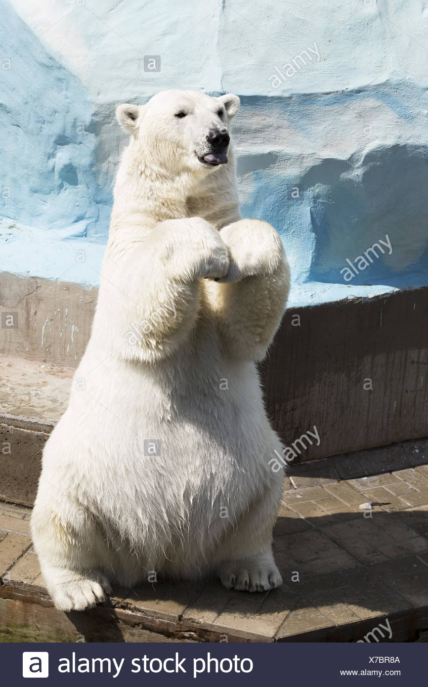 Polar Bear Hind Legs High Resolution Stock Photography and Images - Alamy