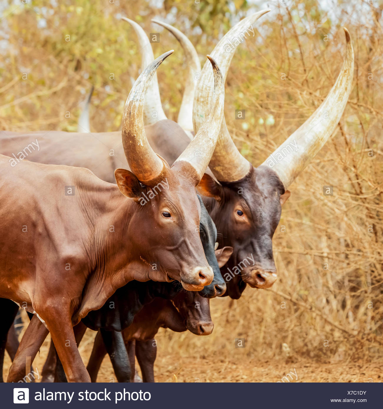 Uganda Cattle High Resolution Stock Photography and Images Alamy