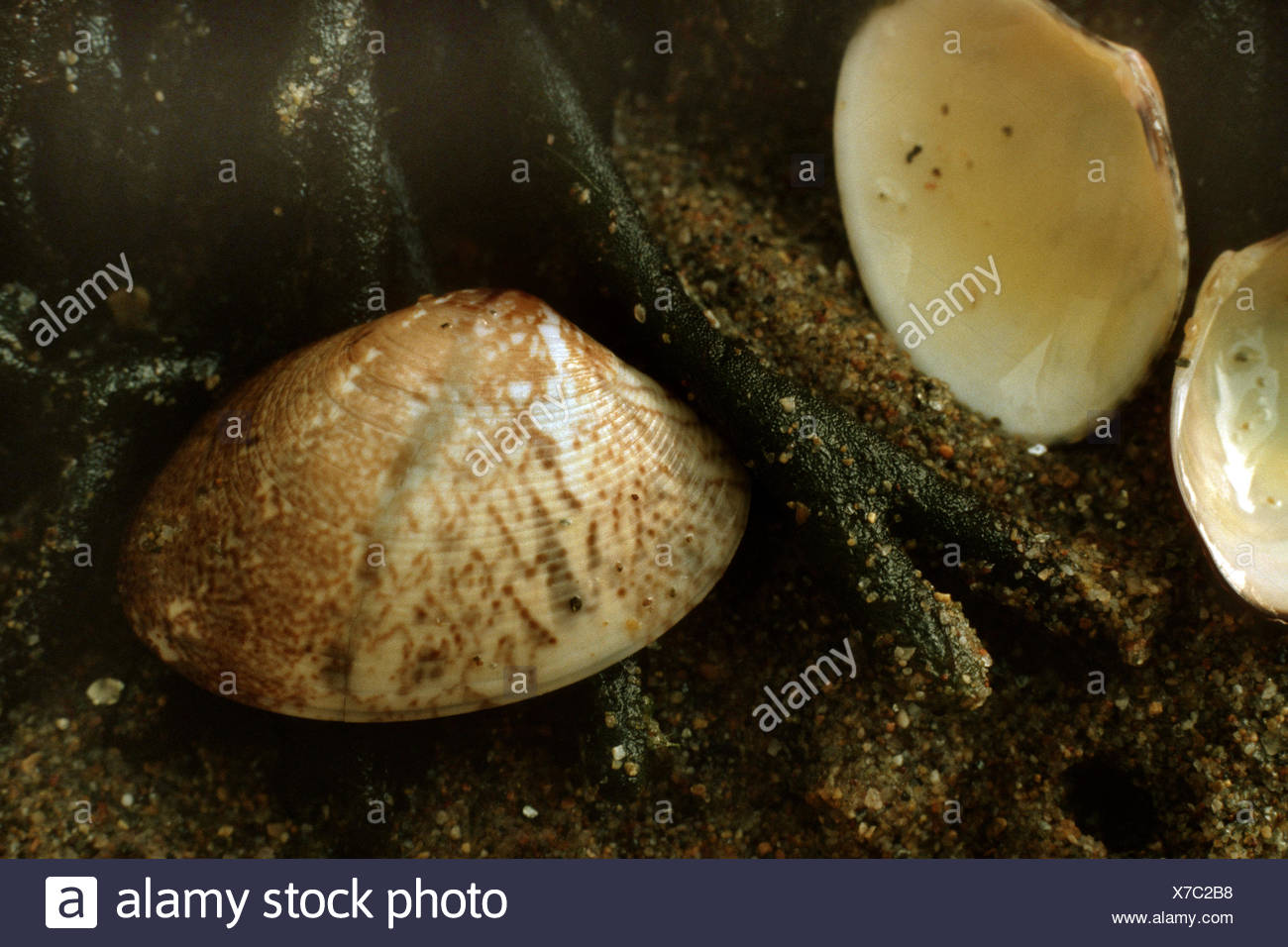 Venus Paphia High Resolution Stock Photography and Images - Alamy