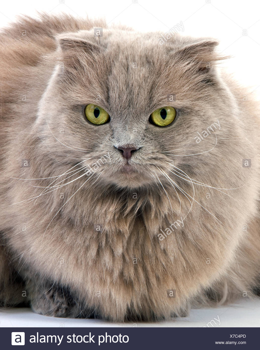 Lilac Self Highland Fold Or Lilac Self Scottish Fold Longhair